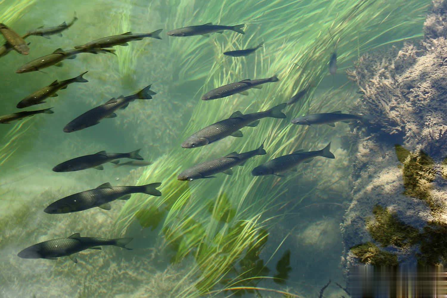 窝子附近的 窝子附近的