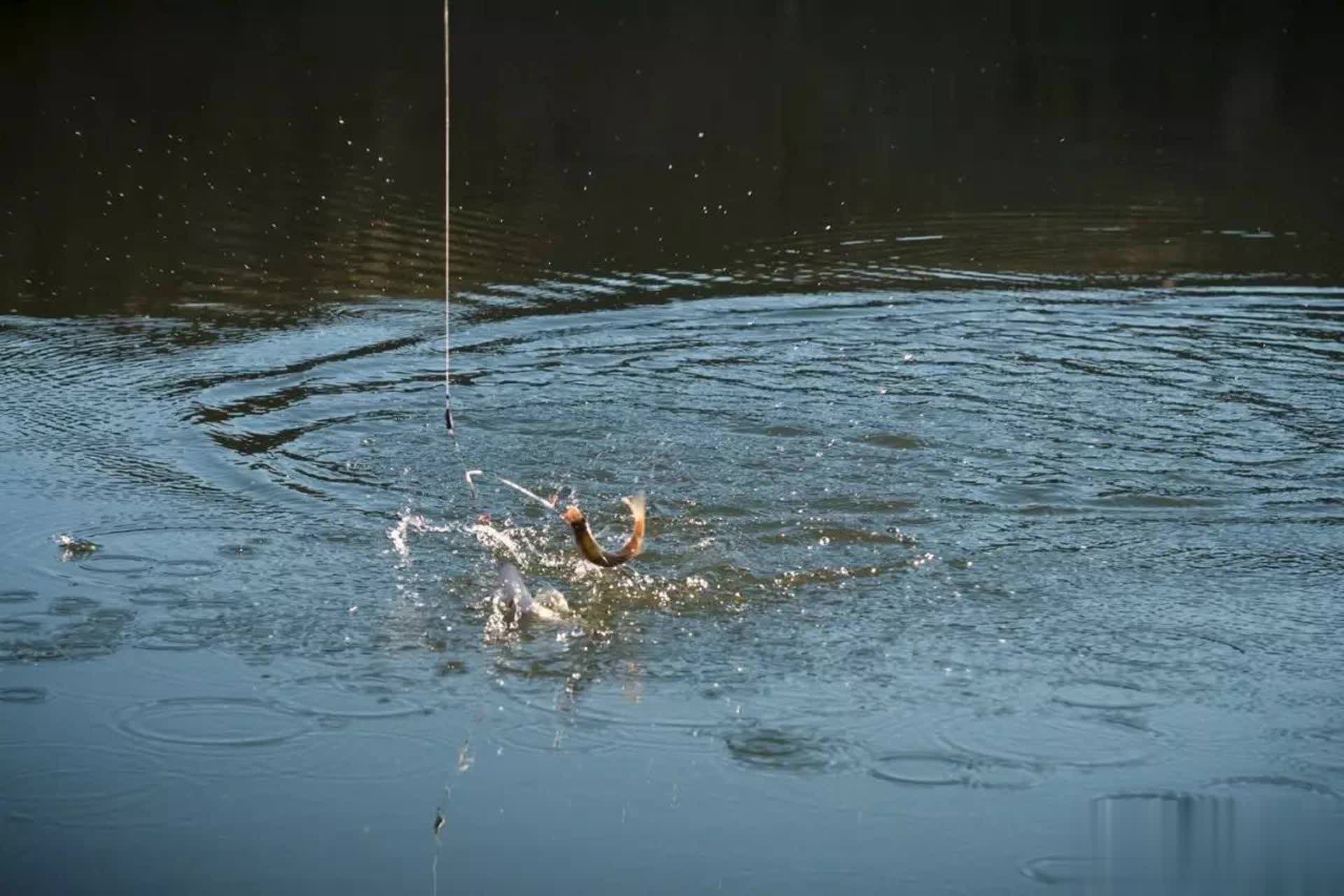 导致误判, 质往往比较 导致误判, 质往往比较